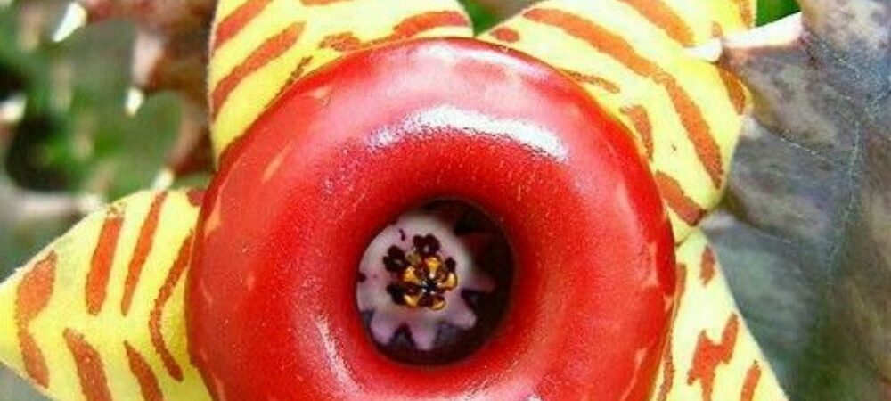 The Lazy Grower’s Secret to Rot-Free Huernia Succulents