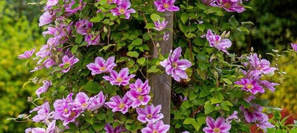 The Old Rule That Makes Clematis Bloom Twice a Year