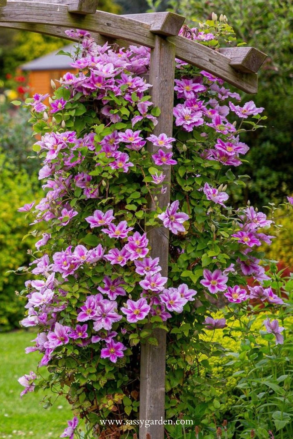 The Old Rule That Makes Clematis Bloom Twice a Year