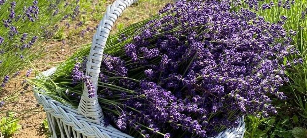 Did You Know Lavender Can Do This? 9 Clever Uses