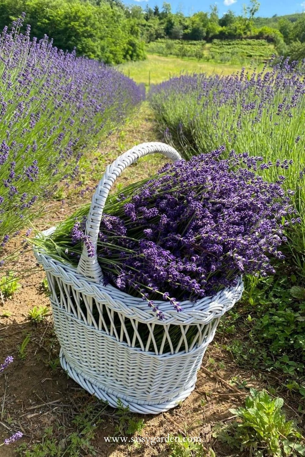 Did You Know Lavender Can Do This? 9 Clever Uses