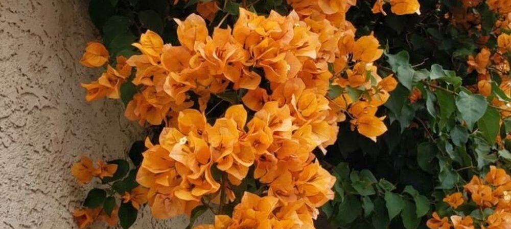 Show-Stopping Bougainvillea Varieties by Color