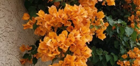 Show-Stopping Bougainvillea Varieties by Color