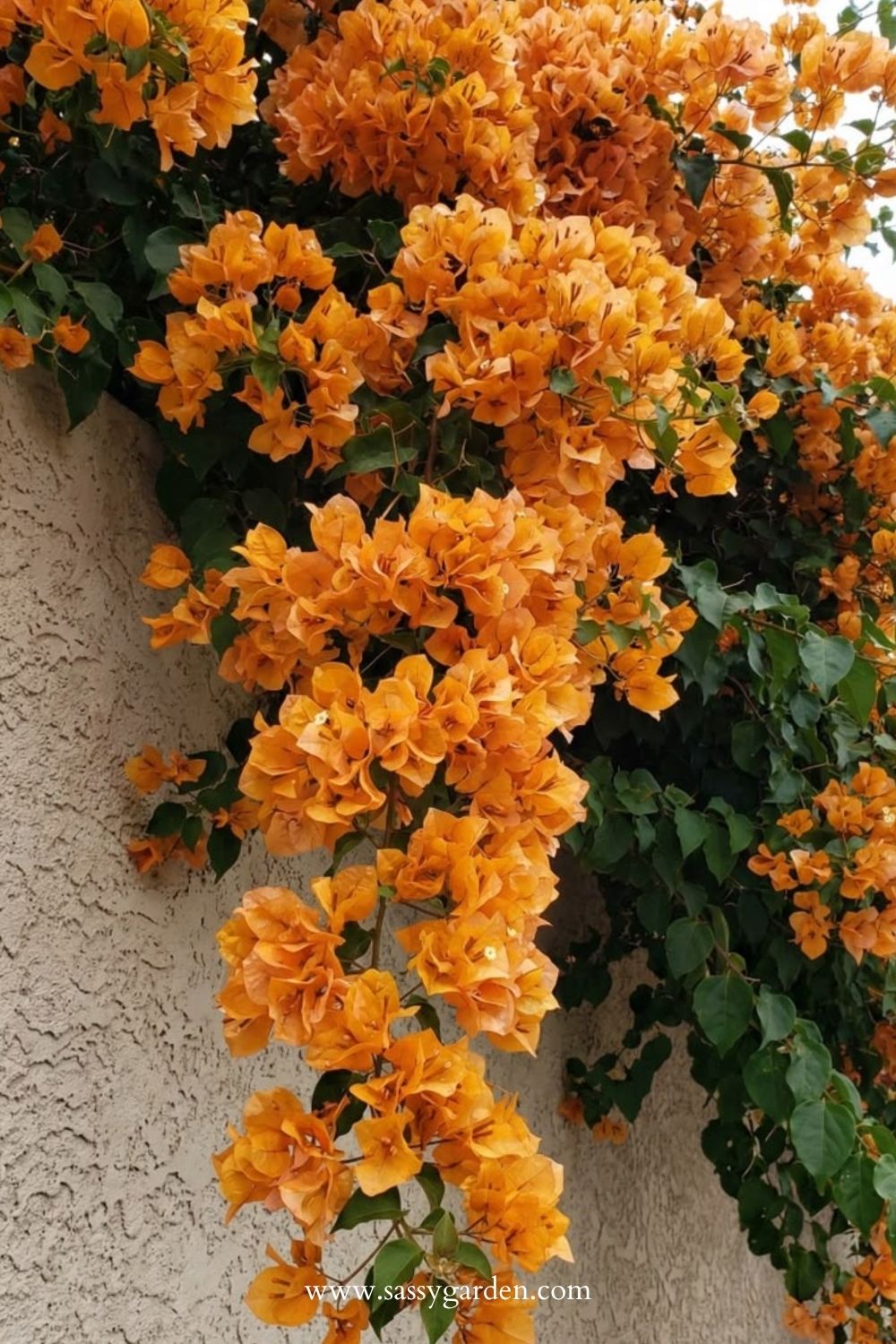 Show-Stopping Bougainvillea Varieties by Color