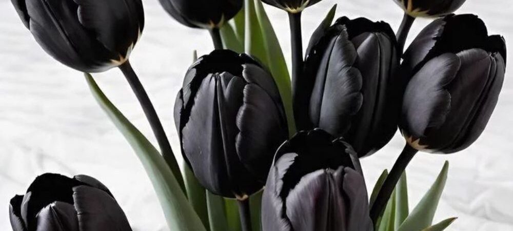 Do Truly Black Flowers Exist? The Darkest Blooms Ranked