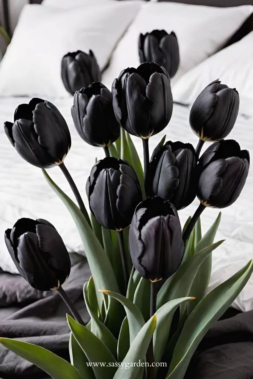 Do Truly Black Flowers Exist? The Darkest Blooms Ranked