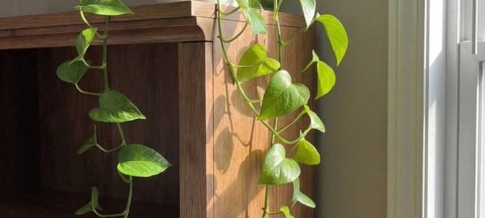 The Placement Trick That Makes Money Plants Grow Fuller