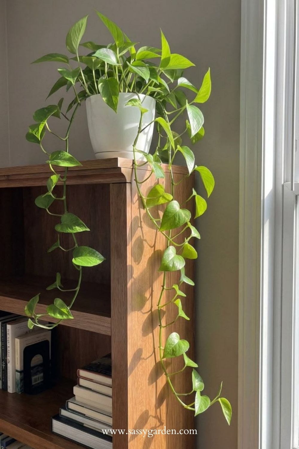 The Placement Trick That Makes Money Plants Grow Fuller