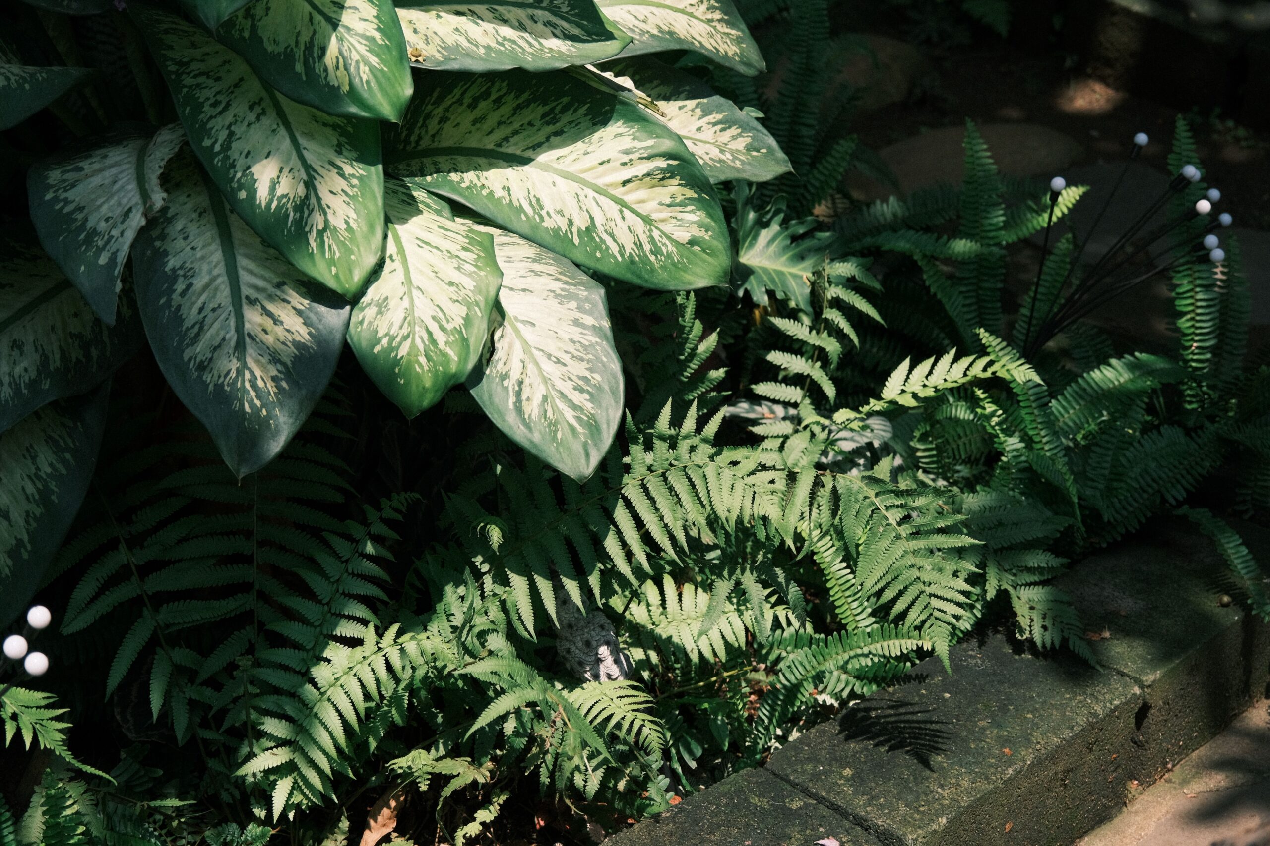 What Plants Actually Grow Well in Shade? More Than You Might Think