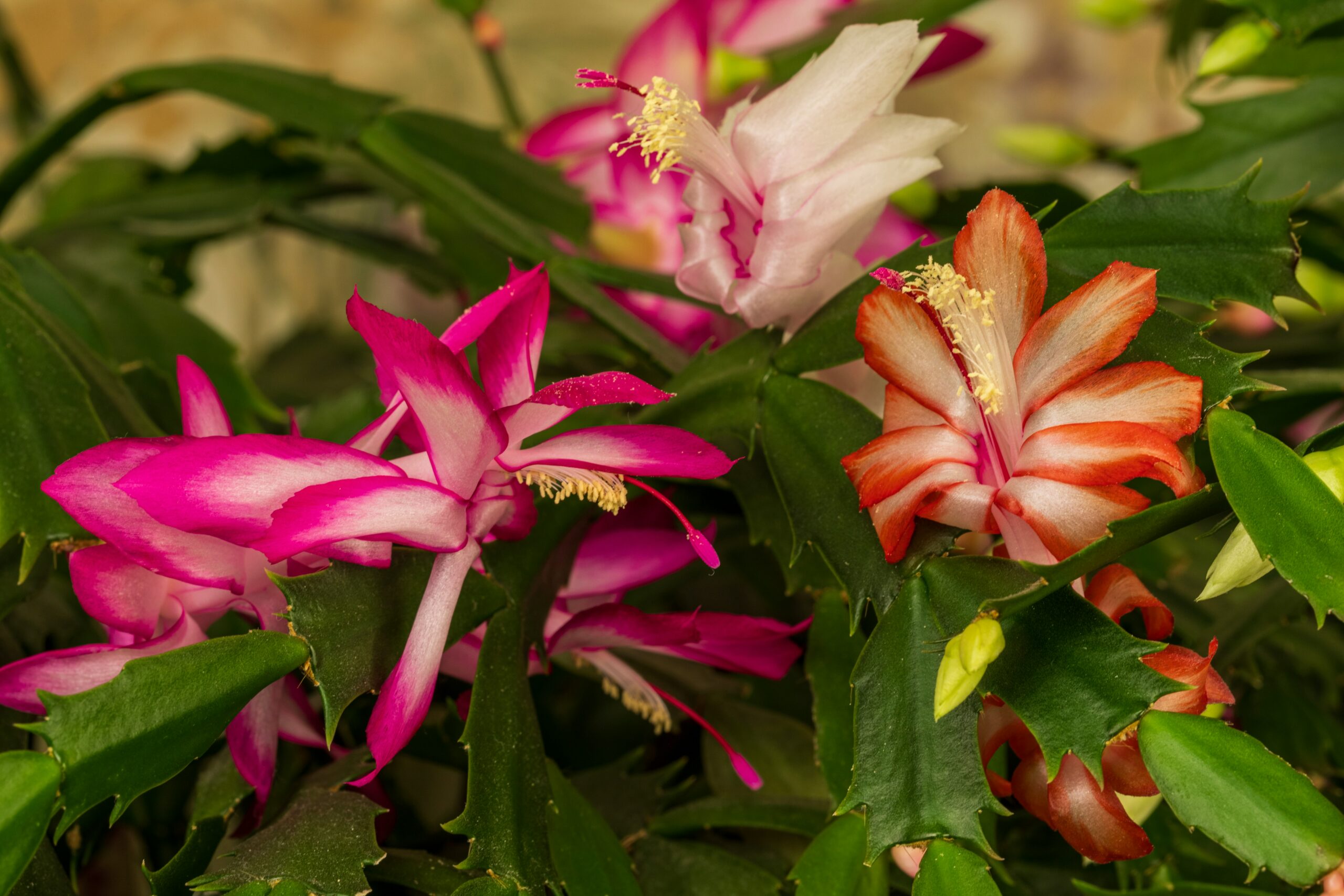 Christmas Cactus Not Blooming? 7 Reasons And How To Fix Them