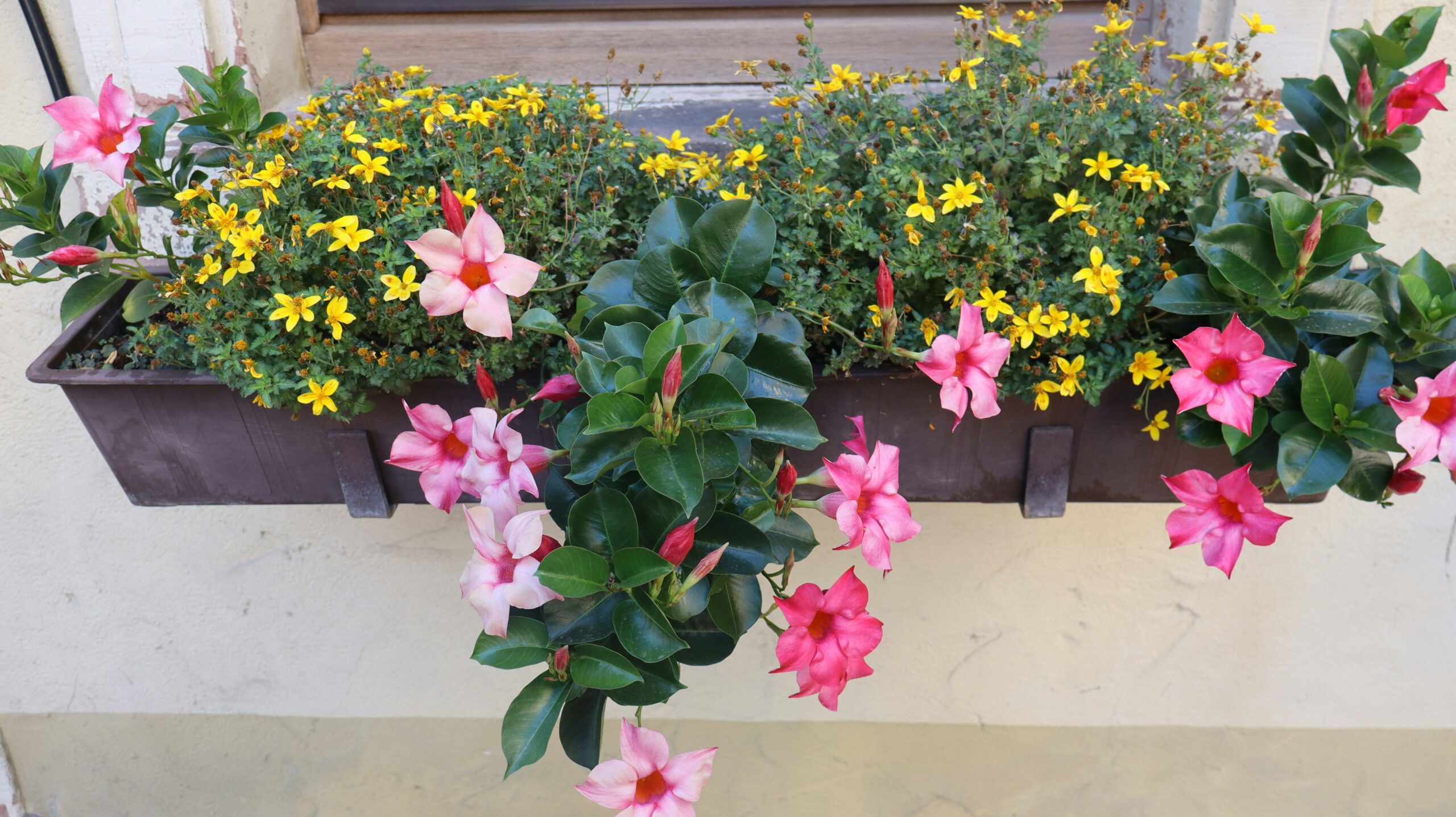 The Best Flowers For Window Boxes In Sun Or Shade