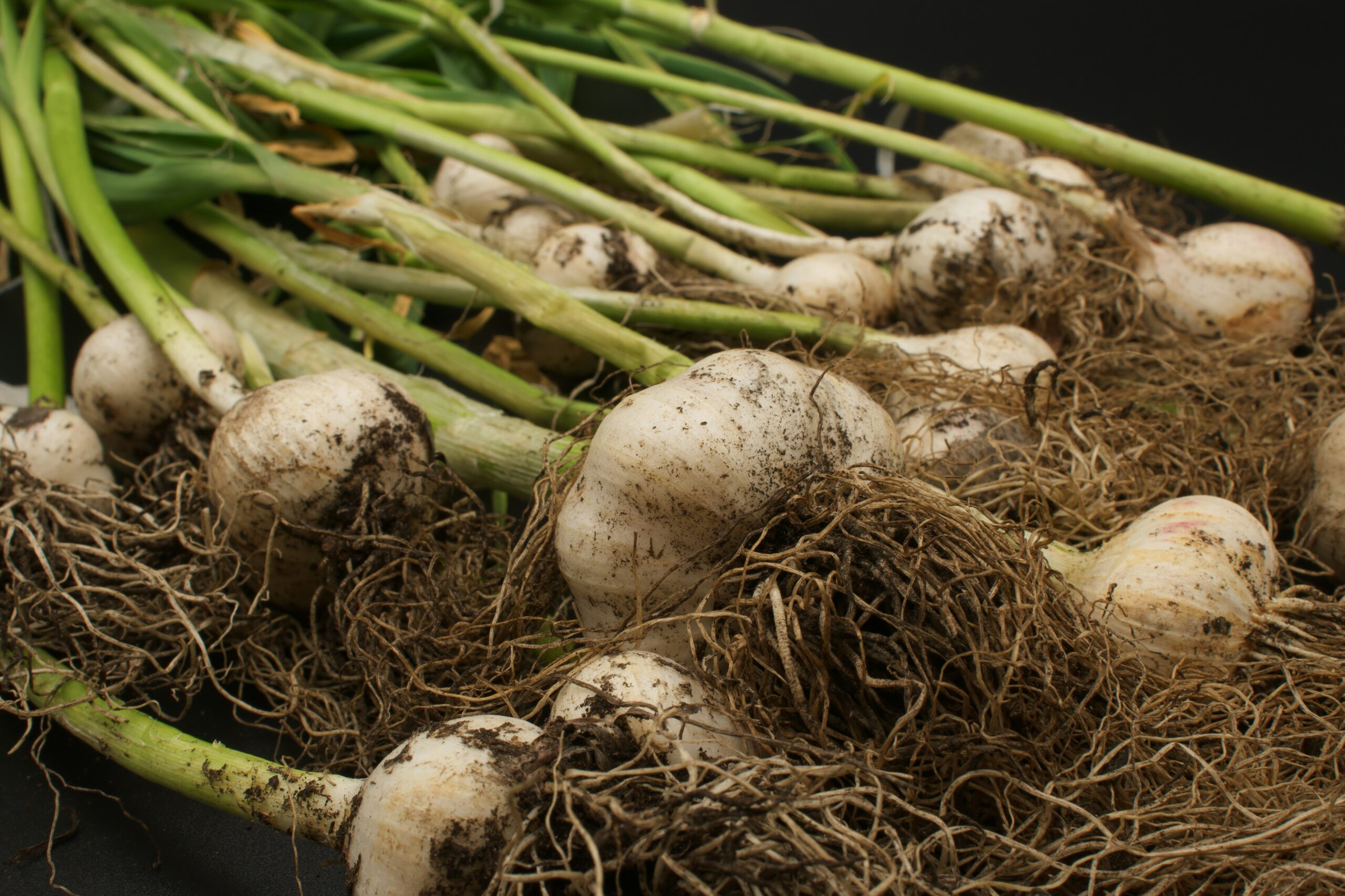 When To Plant Garlic In Fall For Fat Bulbs Next Summer