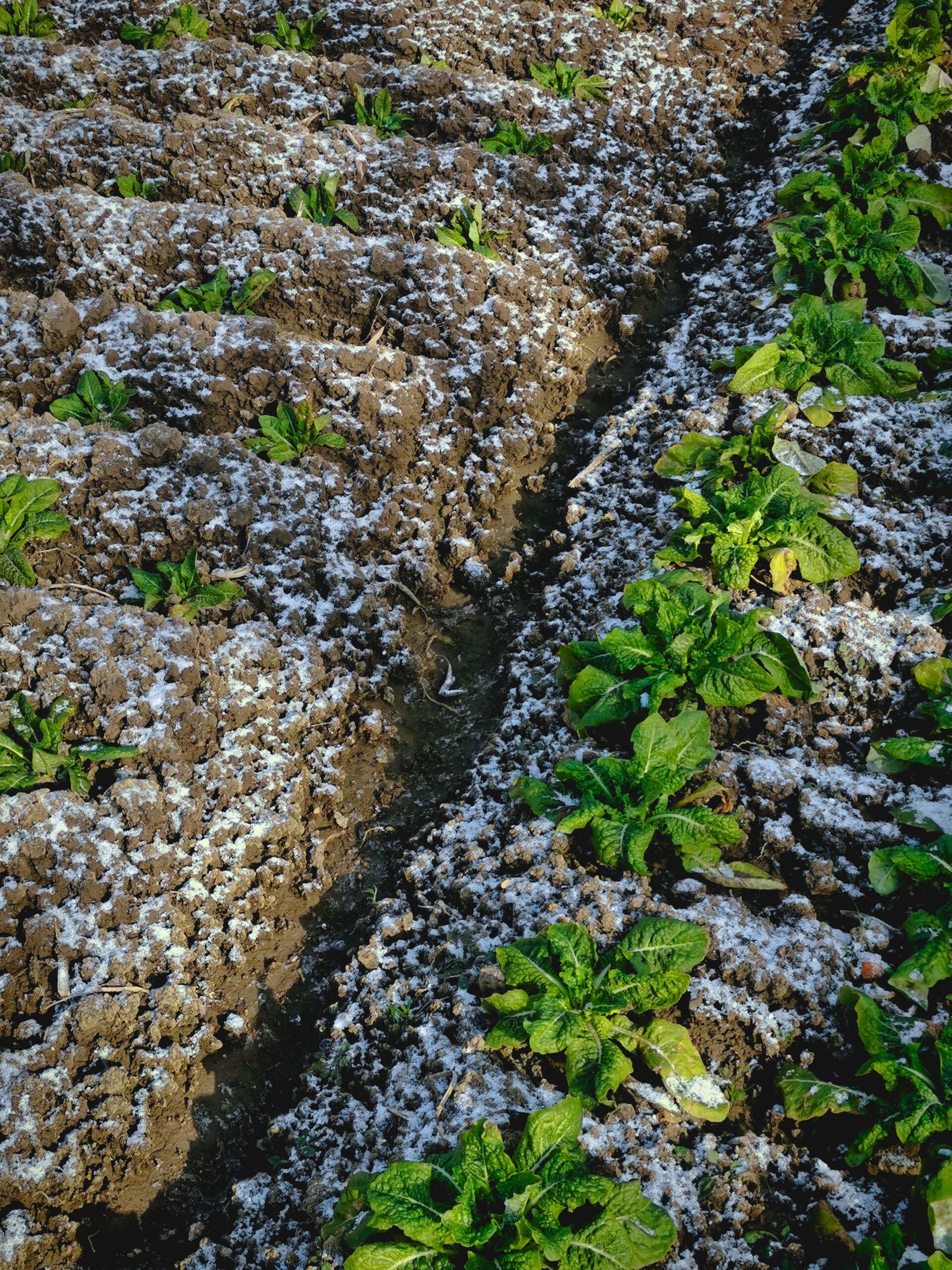 Winter Vegetable Garden Ideas For Harvesting Kale, Carrots And Greens In The Cold